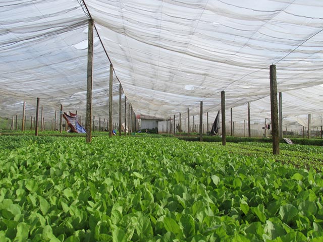 Lưới che nắng nông nghiệp - trồng rau 